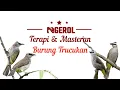 Download Lagu Terapi Dan Masteran Burung Trucukan
