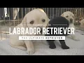 ALL ABOUT LABRADOR RETRIEVERS WORLD S RETRIEVER