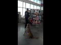 K9 Demo PetSense Greensboro 2015