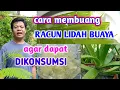 Lagu Cara Membuang Racun Lidah Buaya Agar Dapat Dikonsumsi