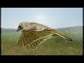 Ralph Vaughan Williams - The Lark Ascending (HD version) - Iona Brown & Sir Neville Marriner/ASMF