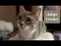 ADOPTED Adoptable Cricket Dallas Tx