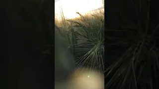 قلبك حنين يا نبي حالات واتس اب جيش أهل الشام 