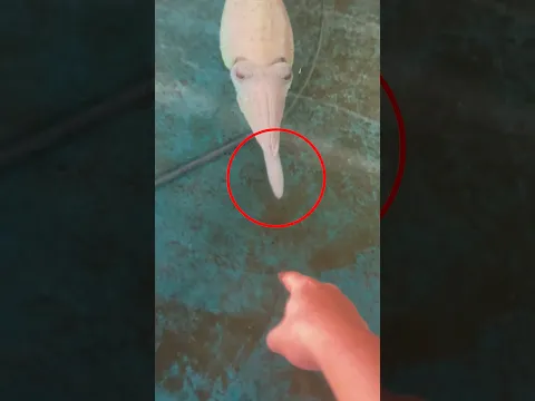 No metas tus dedos con sepias cerca