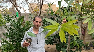 أشجار المانجو كيف نعتني بها تسميد ري تزهير ثمار تربة مكافحة آفات وعلاج إحتراق الأوراق 
