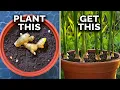 Download Lagu How to Grow Ginger in Containers And Get a Huge Harvest