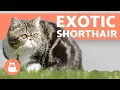 Exotic Shorthair - One of MOST LOVING Cat Breeds