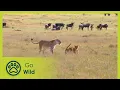 Download Lagu Animal Emotions - Animals Like Us 9/11 - Go Wild
