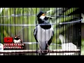 Download Lagu JALAK SUREN GACOR PANCINGAN JALAK SUREN YANG MALAS BONGKAR ISIAN    #jalaksuren #masteranburung