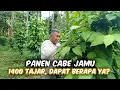 Download Lagu Panen Cabe Jamu Dengan Luasan Setengah Hektar 1400 Tajar‼️
