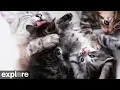 Kitten Rescue Cat Cam powered by EXPLORE org