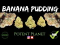 Banana Pudding Strain Review - Potent Planet