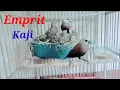 Lagu Ternak burung emprit Kaji.