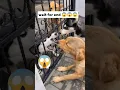 Download Lagu 😱Real gang war dog video Istreet dog fight video|#shorts #dog #fight #dogs ‎@MrBeast 