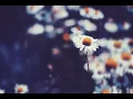 no spirit - leaves covered by snow