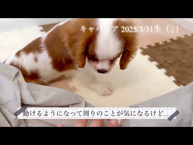 動画