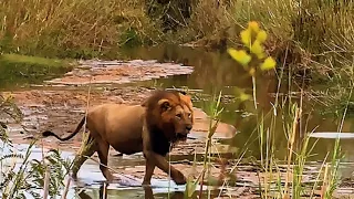 Ndhzenga Male Lion Amahle Following Ntsevu Pride Sabi Sands 7 September 2025 