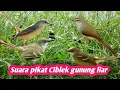 Download Lagu Suara Pikat Ciblek Gunung Liar - Luar Biasa Ampuh terbaru