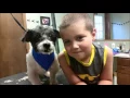 Tender Loving Care Animal Shelter Homer Glen