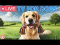 Lagu 🔴24 Hours of Dog TV🎵🐶Calming Music for Dogs with Anxiety🐾🩷Dog Stress Relief \u0026 Deep Relaxation Music