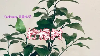 盆栽柠檬树 开箱分享盆栽柠檬树https Youtube Com Yanhuang6825 