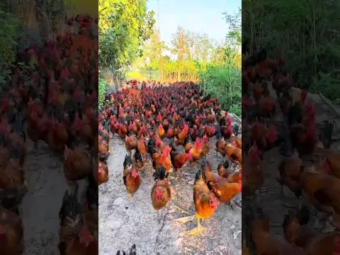 Free-range chickens raised in rural areas, grain-fed chickens #free-range chickens in rural areas