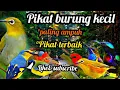 Download Lagu Suara pikat burung kecil kejepit paling ampuh | Terbukti 100% paling ampuh