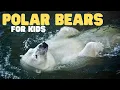 Download Lagu Polar Bears for Kids | Learn all about these apex predators