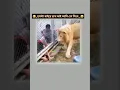 Download Lagu mc mari flauta || 😄#shortsfeed #marvel #agt #trending
