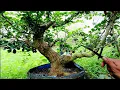 Download Lagu PRUNING BAHAN BONSAI SISIR