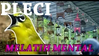 master terapi koloni pleci membentuk mental juara kembali