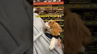 They don’t even know there’s a dog on my bag. They thought it’s a stuff toy 🐶 #cutedogs #puppy-life