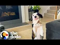 Lagu Rescue Dog Does The Cutest Thing When She Wants Attention | The Dodo
