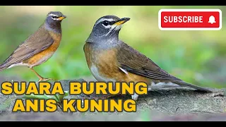 Download SUARA BURUNG ANIS KUNING MP3