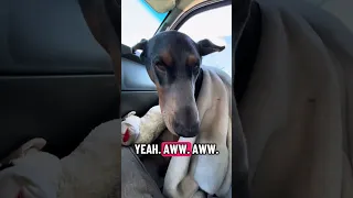 #Fyp #dream #YouTube #doberman #pets