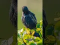 Download Lagu Starling - Sturnus vulgaris