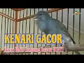 Download Lagu SUARA AMPUH..!!! PANCINGAN DAN MASTERAN KENARI MACET BUNYI AGAR KEMBALI GACOR [LS_173]