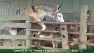 acre rural criat rio de jumentos e muares nova fronteira