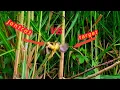 Download Lagu cara mengatasi burung ciblek yang susah dipikat ...