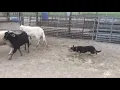 Spark as youngsyer on Khatadin Rams Tex Master Billys