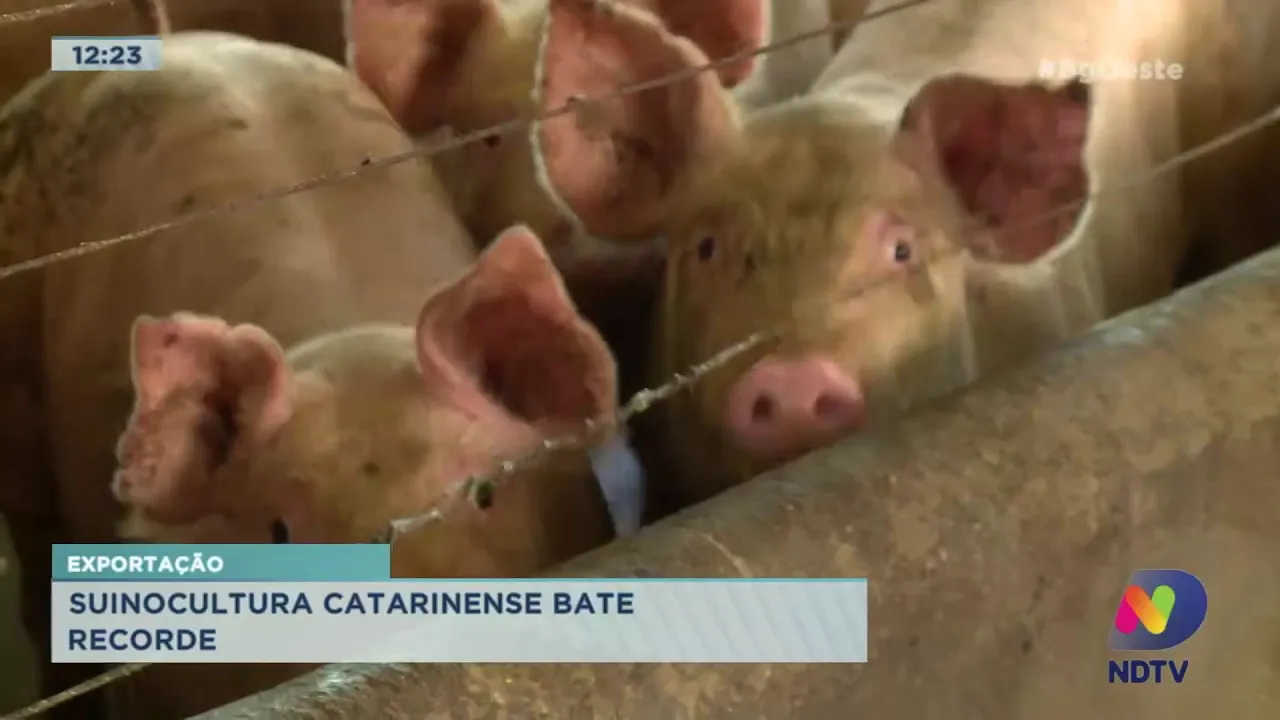 Exportação: Suinocultura catarinense bate recorde