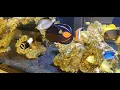 Download Lagu Captive breds yellow tangs added to the tang gang