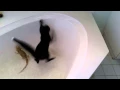 Download Lagu Alistair si kucing jatuh ke dalam bak mandi