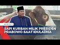 Download Lagu Bejo dan Rambo, Sapi Kurban Presiden Prabowo untuk Warga Tegal dan Polewali Mandar saat Iduladha