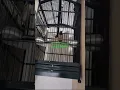 Cucak Cungkok Gacor Ngebren