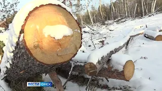 Жителям Омской области предлагают самостоятельно заготовить дрова на зиму