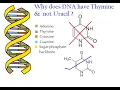 Why DNA has Thymine and not Uracil