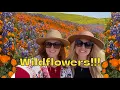 California Wildflower Superbloom Best spot for poppies and lupine