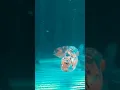 Download Lagu ikan koki baru kesayangkanku#kokitulungagung#goldfish_ranchu #goldfish #goldfishaquarium