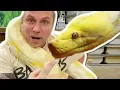 HOW TO HANDLE A HUGE SNAKE SURPRISE SNAKE BITE BRIAN BARCZYK